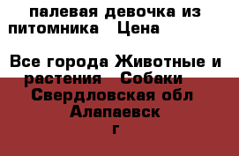 палевая девочка из питомника › Цена ­ 40 000 - Все города Животные и растения » Собаки   . Свердловская обл.,Алапаевск г.